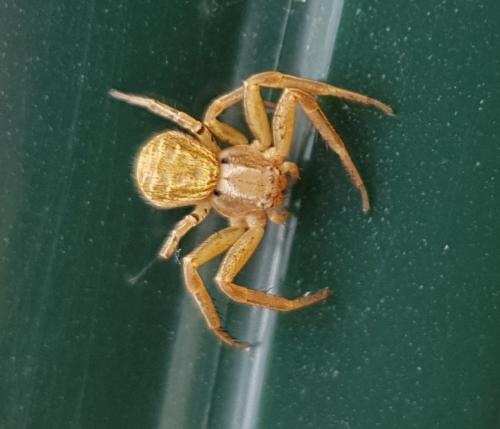 Xysticus sp.